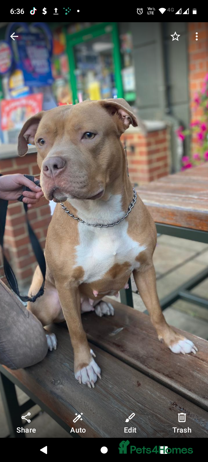 Mixed Breed dogs Staffy x Akita  - Advert 1