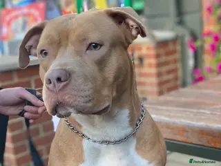 Mixed Breed dogs Staffy x Akita - Advert 1