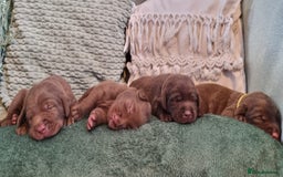 Labrador Retriever dogs for sale: Bundle of Chocolate Joy- Labrador Retrive Puppies - Image 1