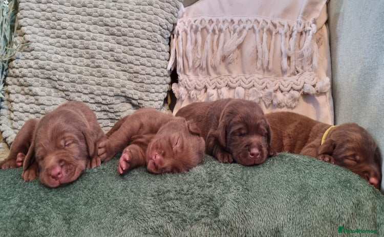 Labrador Retriever dogs - Advert 6