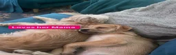 Mixed Breed dogs for sale: Binky  - Advert 2