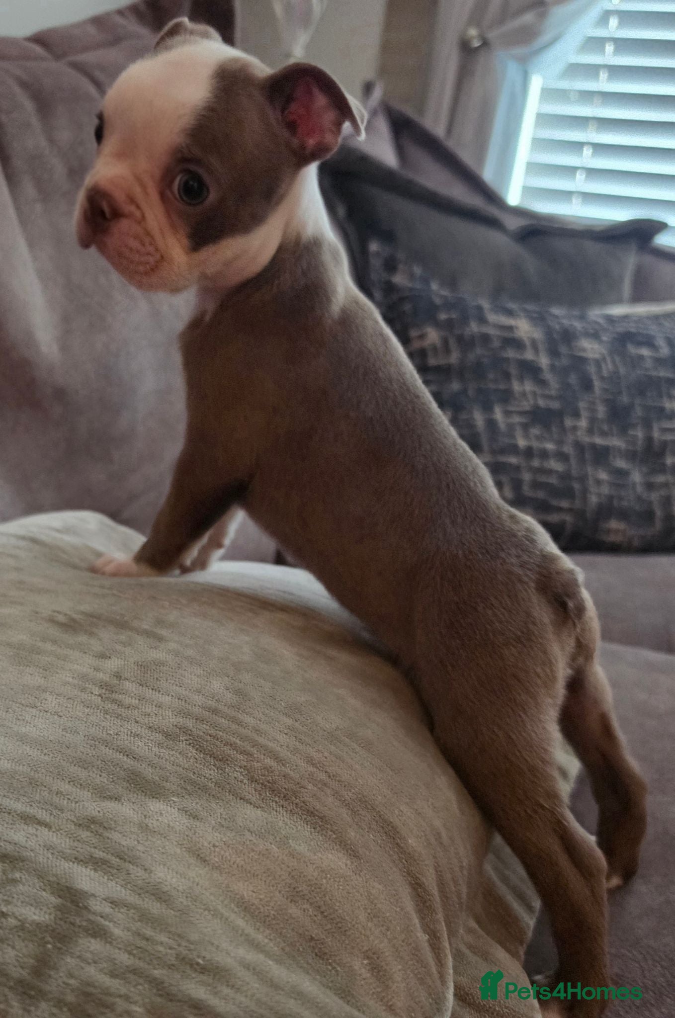 Boston Terrier dogs 1 beautiful boy ready now!  - Advert 4