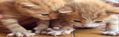 American Shorthair 1
