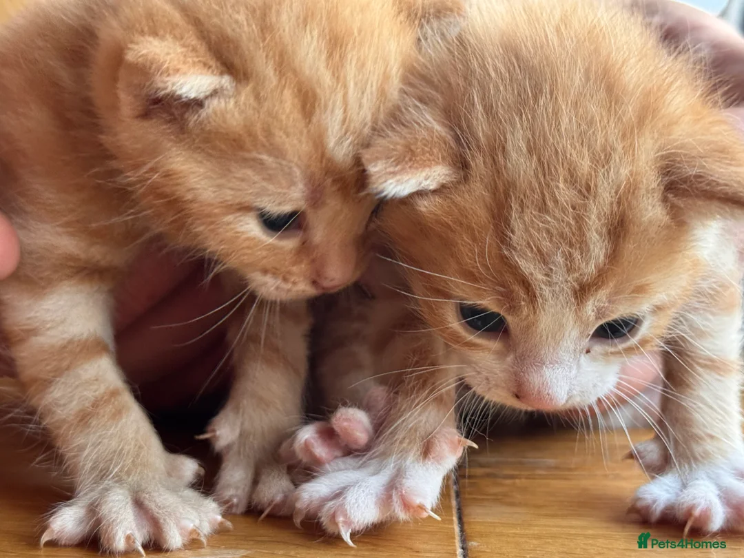 American Shorthair cats for sale: 5 beautiful kittens available  - Advert 2