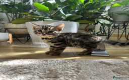 Bengal cats for sale: ❤️ Gorgeous Pure Bengal Kittens Available ❤️ - Image 31