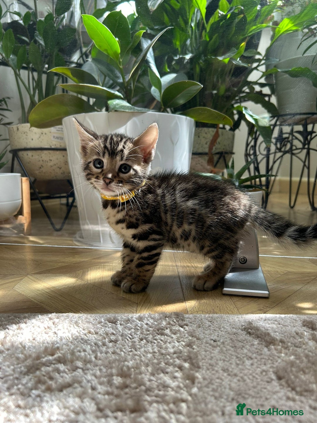 Bengal cats for sale: ❤️ Gorgeous Pure Bengal Kittens Available ❤️ - Image 31