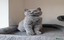 British Shorthair cats for sale: Reduced British Shorthair kittens Ready  - Image 8