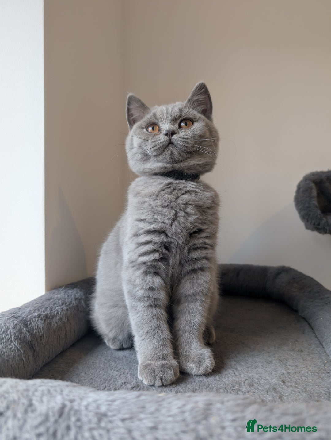 British Shorthair cats for sale: Reduced British Shorthair kittens Ready  - Image 8
