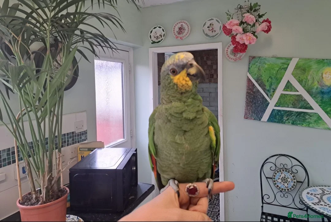 Parrots birds for sale: Orange winged amazon - Advert 2