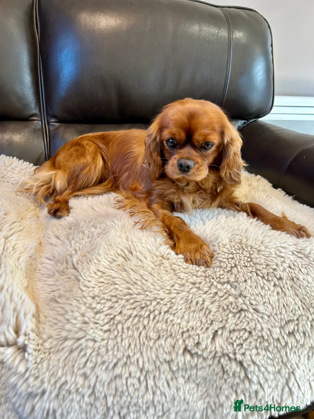 Cavalier King Charles Spaniel dogs for sale: Matilda is looking for her forever home 🏡  - Advert 2