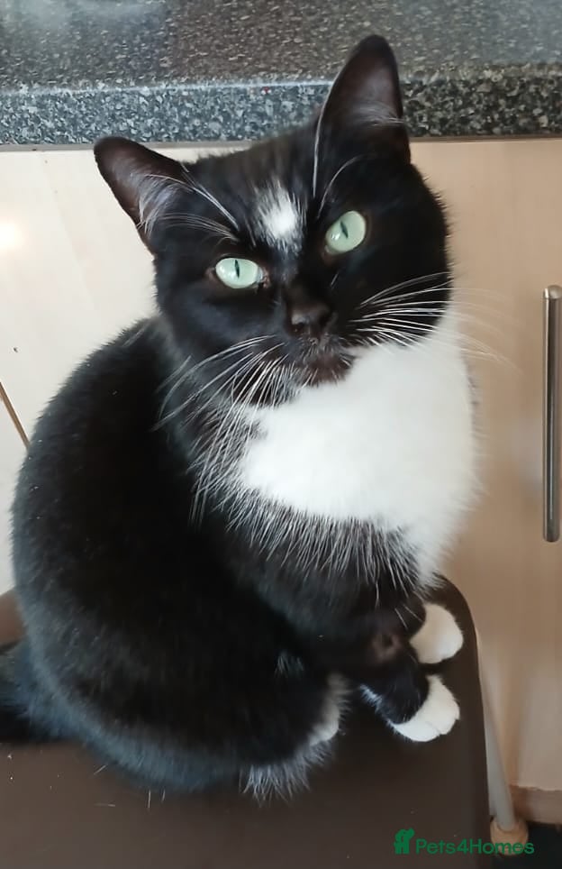 Mixed Breed cats Adult Female Cat Age 3 - Advert 1