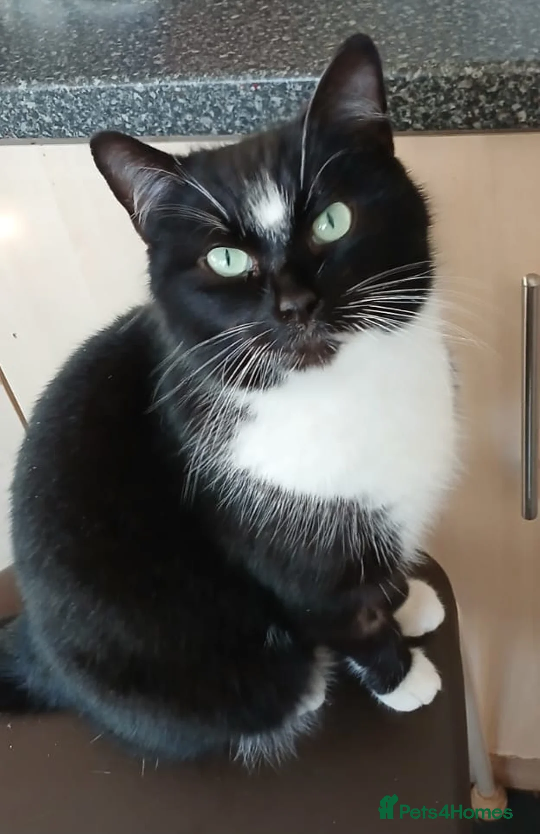 Mixed Breed cats for sale: Adult Female Cat Age 3 - Advert 1