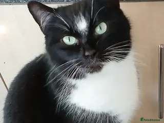 Mixed Breed cats Adult Female Cat Age 3 - Advert 1