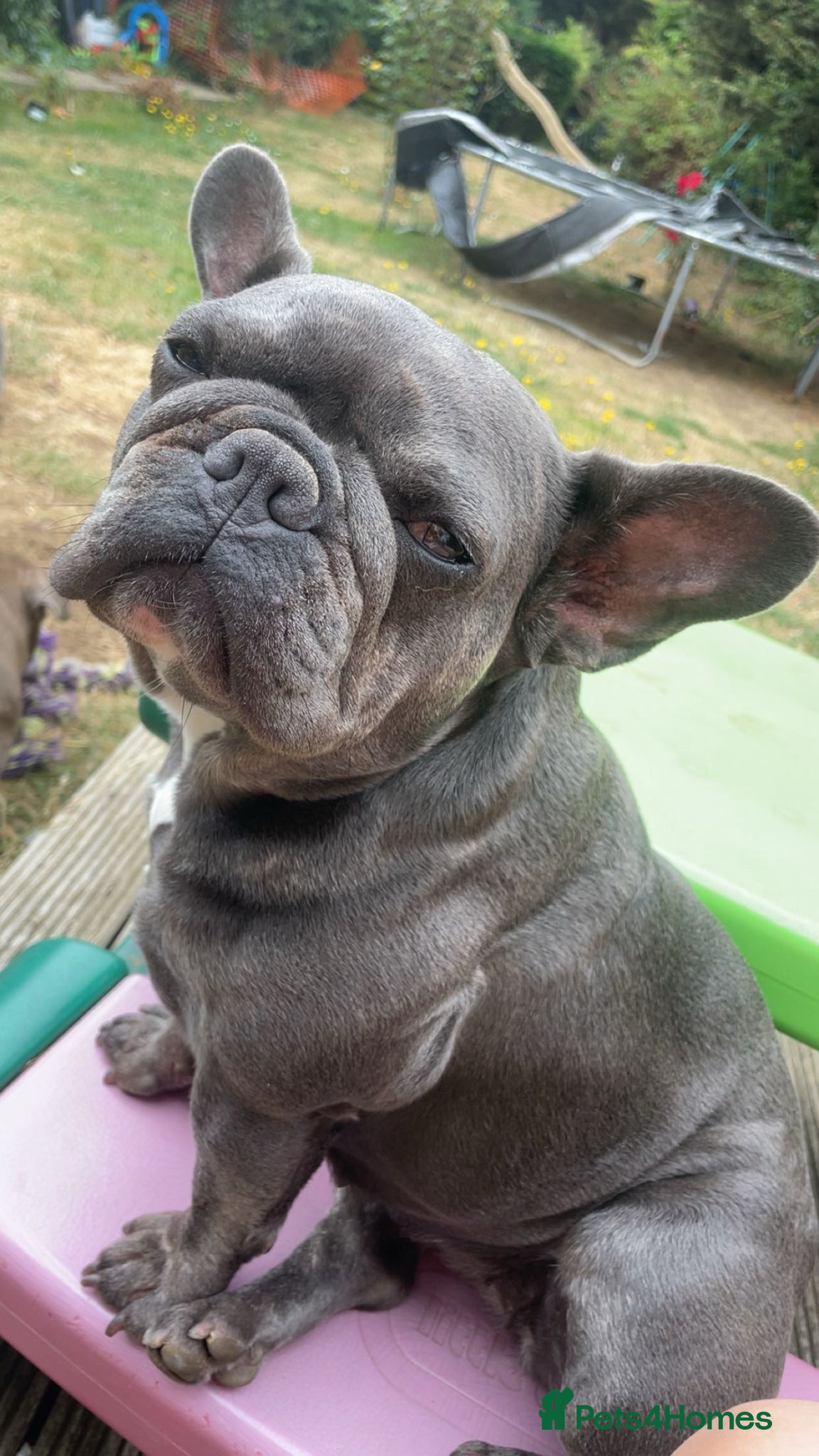 French Bulldog dogs KC FRENCHIE  - Advert 1