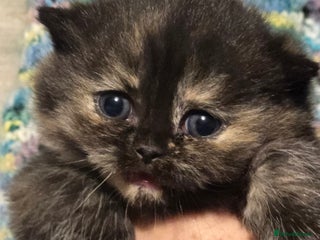 British Shorthair cats ONE GIRL LEFT TICA REGISTERED BRITISH SHORTHAIR - Advert 8