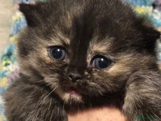 British Shorthair cats ONE GIRL LEFT TICA REGISTERED BRITISH SHORTHAIR - Advert 2