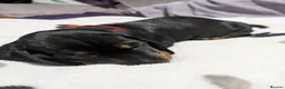 Miniature Dachshund dogs for sale: Stunning Dashounds  in Ashton-under-Lyne - Advert 4