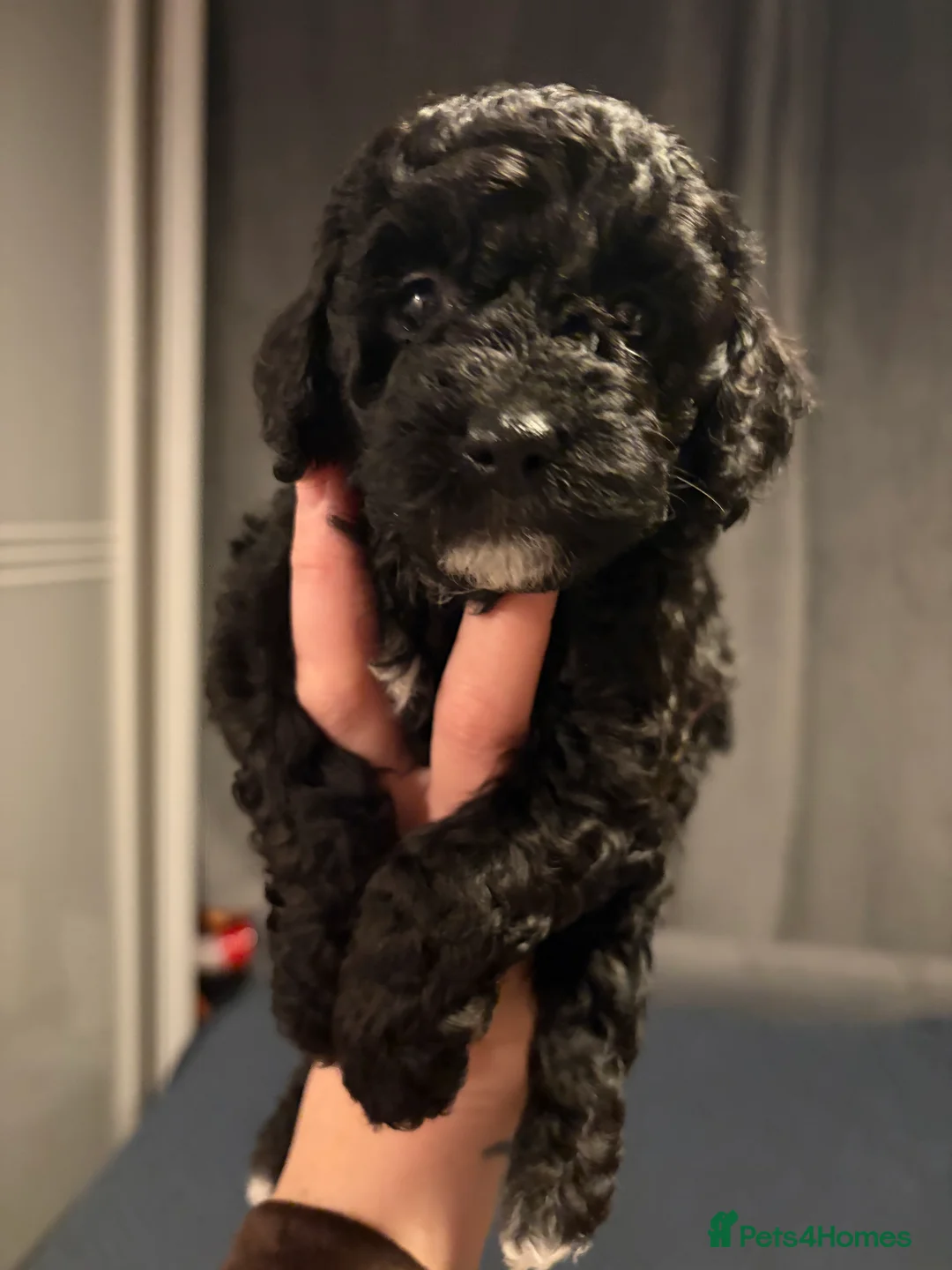 Bordoodle dogs for sale: Stunning litter of colliepoo/bordoodle puppies  - Advert 36