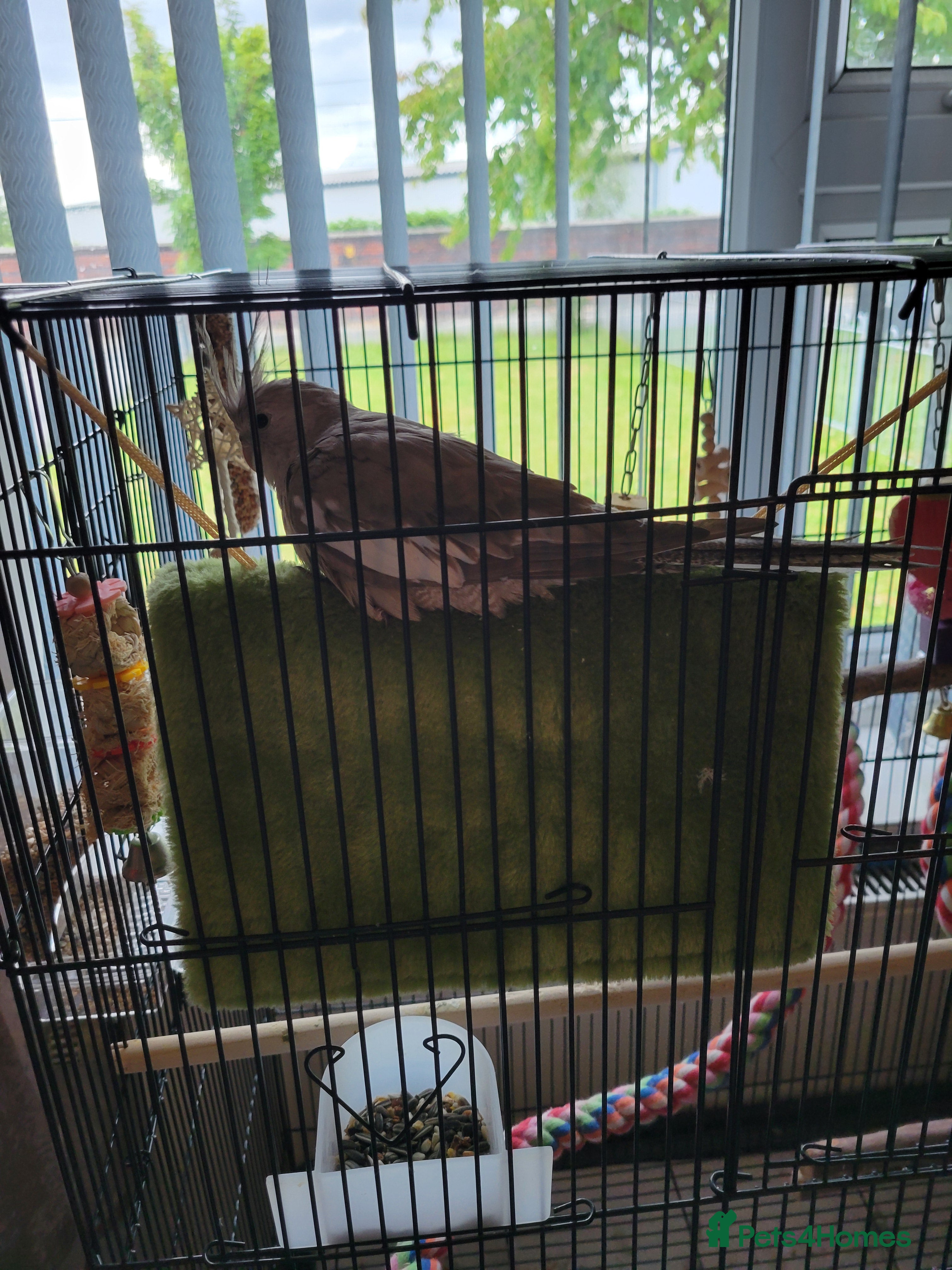 Cockatiels birds Cockatiel with cage - Advert 1