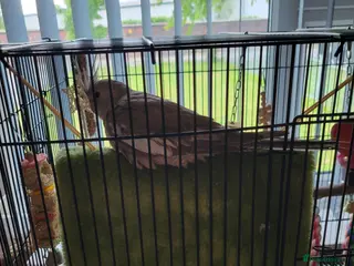 Cockatiels birds Cockatiel with cage - Advert 1