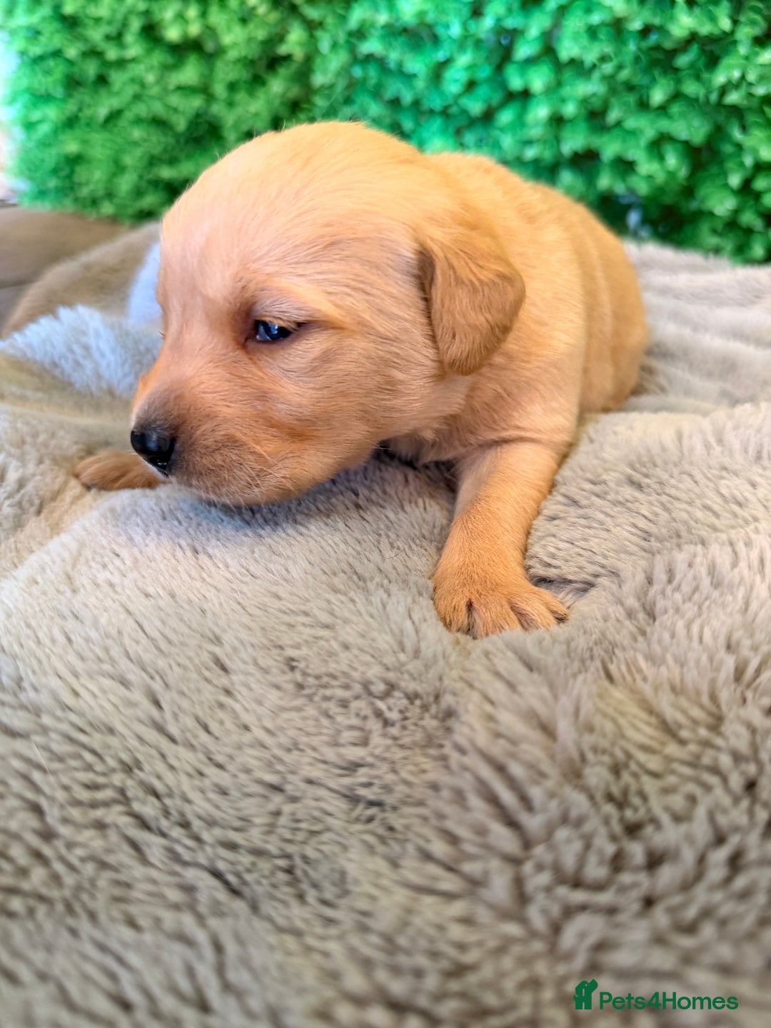 Goldador dogs for sale: 🐾Gorgeous Puppies-Family Raised with Love&Care🐾 - Image 16