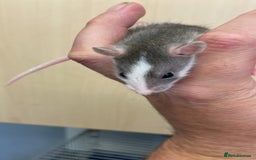 Rat rodents for sale: Pet rats - Image 5