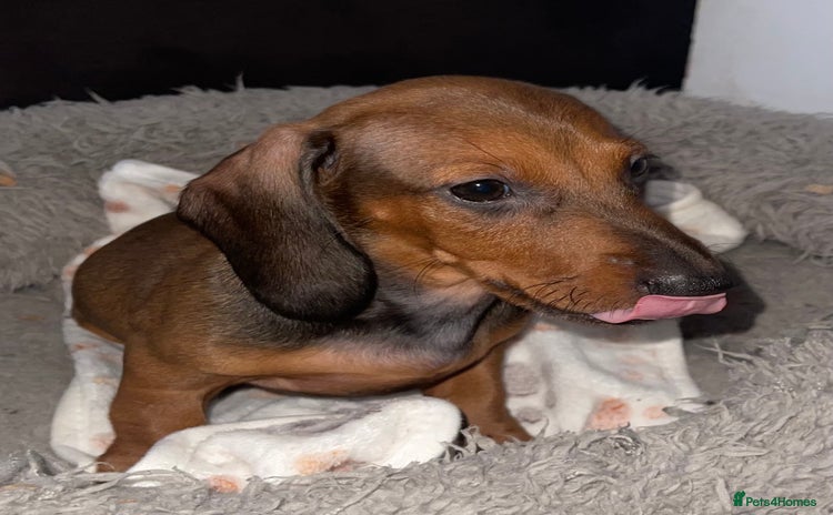 Miniature Dachshund dogs - Advert 1