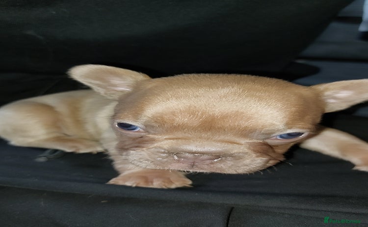 French Bulldog dogs - Advert 1