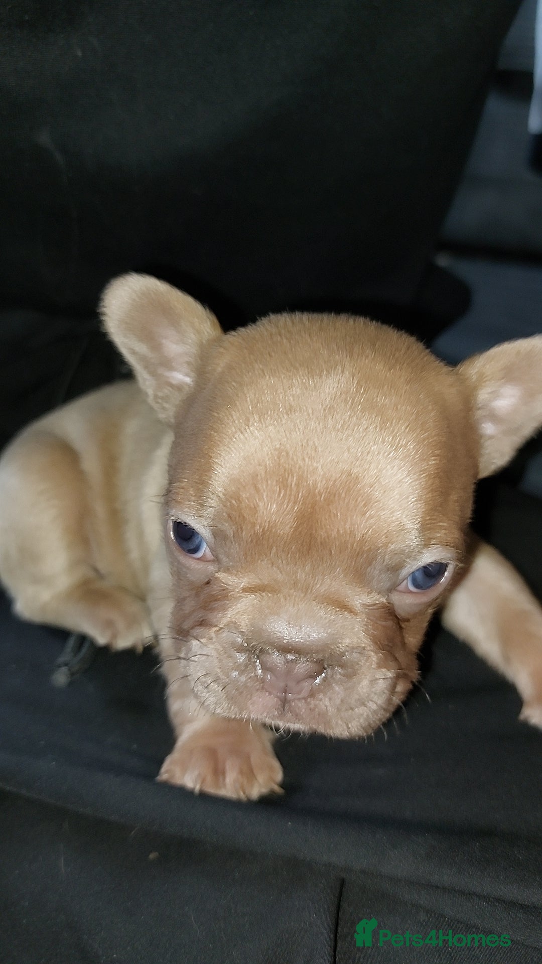 French Bulldog dogs for sale: 9 week old frenchie puppies  - Image 1