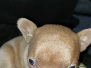 French Bulldog dogs - Advert 20