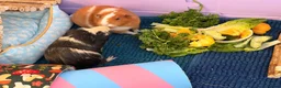 Guinea Pig rodents for sale: Bonded female guinea pigs for sale with cage - Advert 3