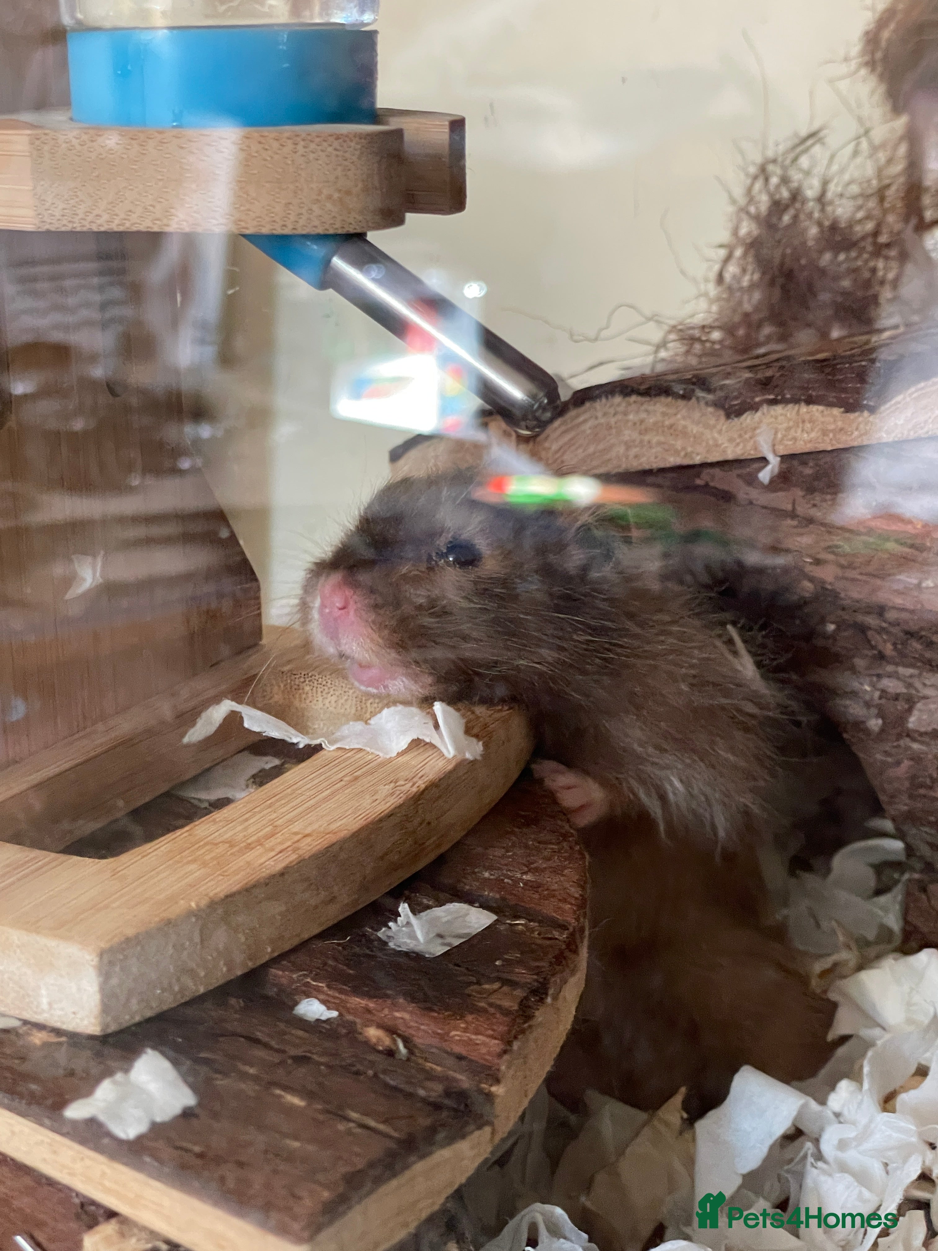 Hamster rodents WANTED LONG HAIRED BOY SYRIAN - Advert 2