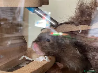 Hamster rodents WANTED LONG HAIRED BOY SYRIAN - Advert 1