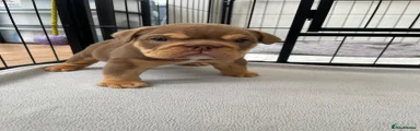 English Bulldog Puppy 1 chocolate & Tan