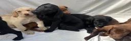 Labrador Retriever dogs for sale: Gorgeous Labrador puppies  - Advert 23