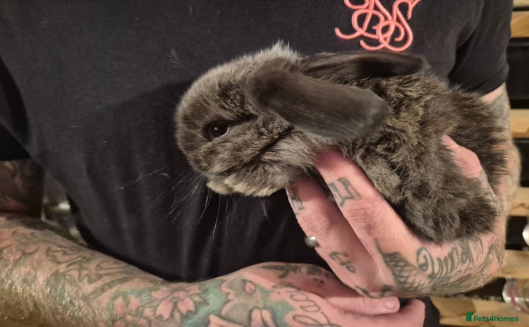 Mini Lop rabbits - Advert 9