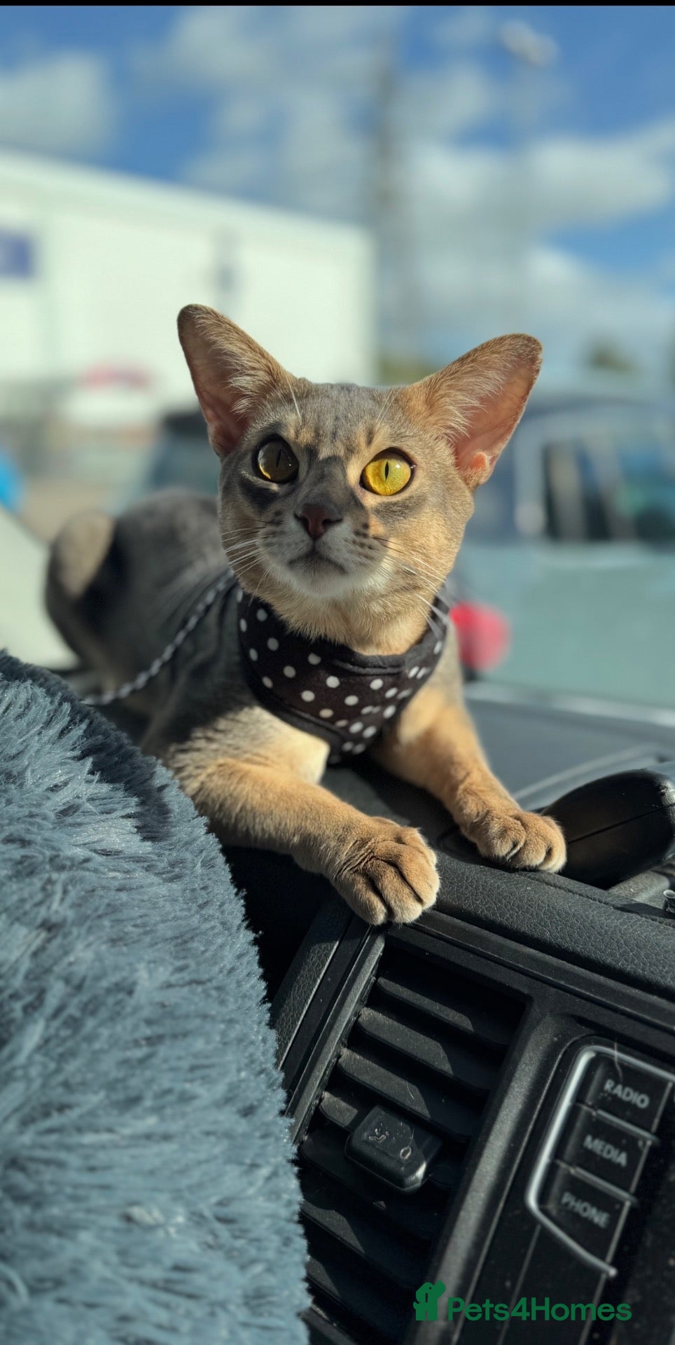 Abyssinian cats for stud: Grand Champion blue Abby. Atlantis - Advert 1