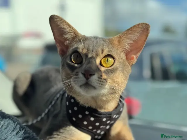 Abyssinian cats for stud: Grand Champion blue Abby. Atlantis - Advert 1