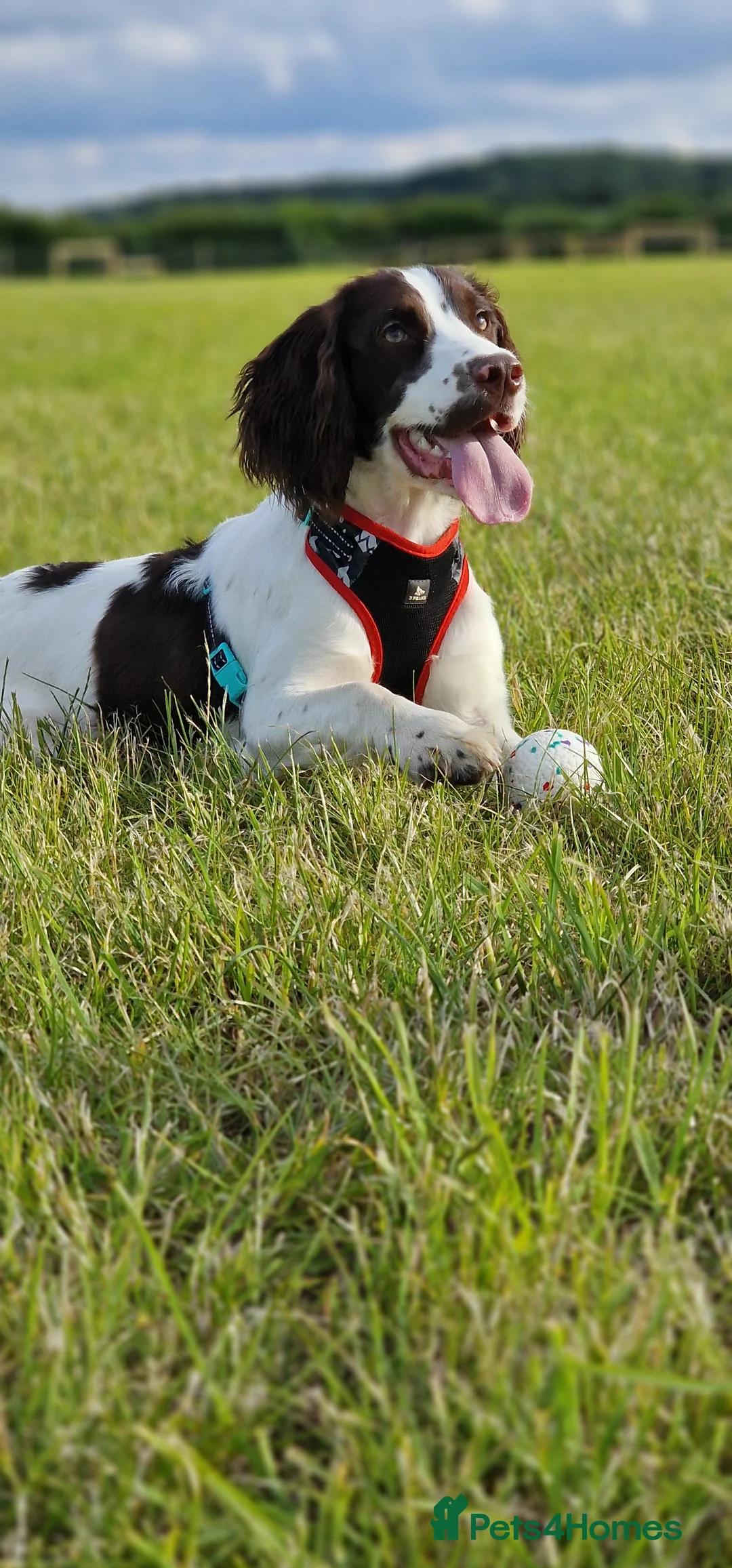 Sprocker dogs for stud: Sprocker Ralph - Advert 7