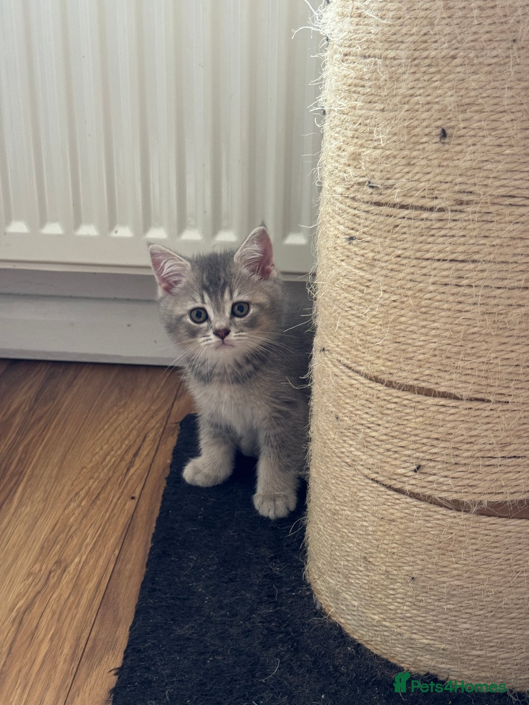 British Shorthair cats for sale: 5 Adorable British Shorthair Kittens - Image 17