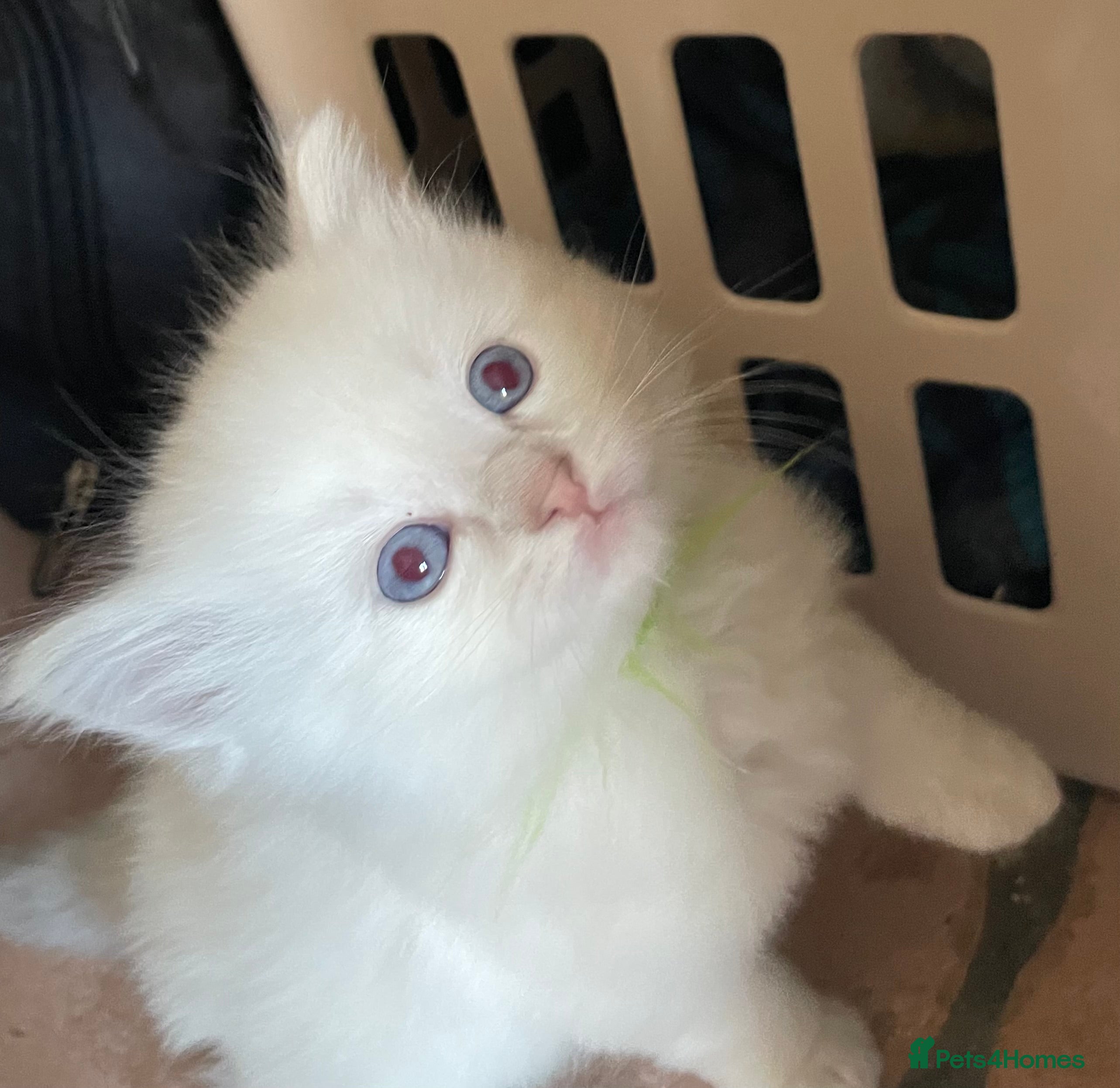 Ragdoll cats Beautiful Ragdoll Kittens  in Halifax - Advert 1