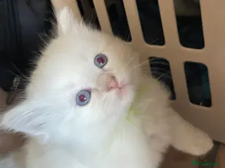 Ragdoll cats Beautiful Ragdoll Kittens in Halifax - Advert 1