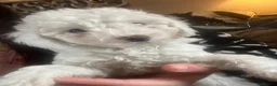 Cockapoo dogs for sale: Stunning cockapoo puppys  - Advert 10