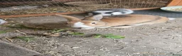 Rex rabbits for sale: Friendly male rabbit - Advert 14