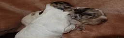 Cocker Spaniel dogs for sale: Working cocker spaniel puppies  - Advert 13