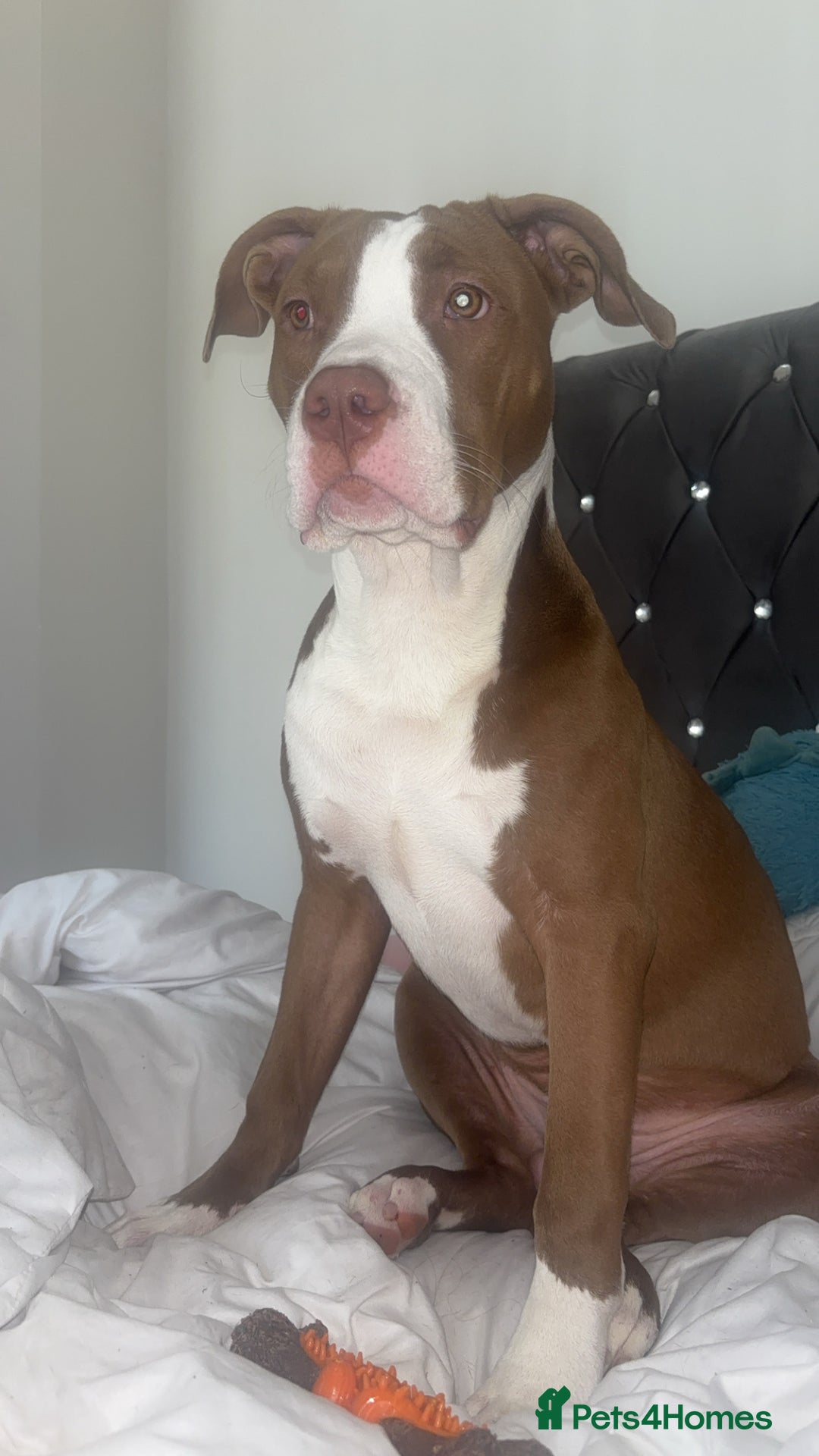 Mixed Breed dogs for sale: Albert  - Advert 3