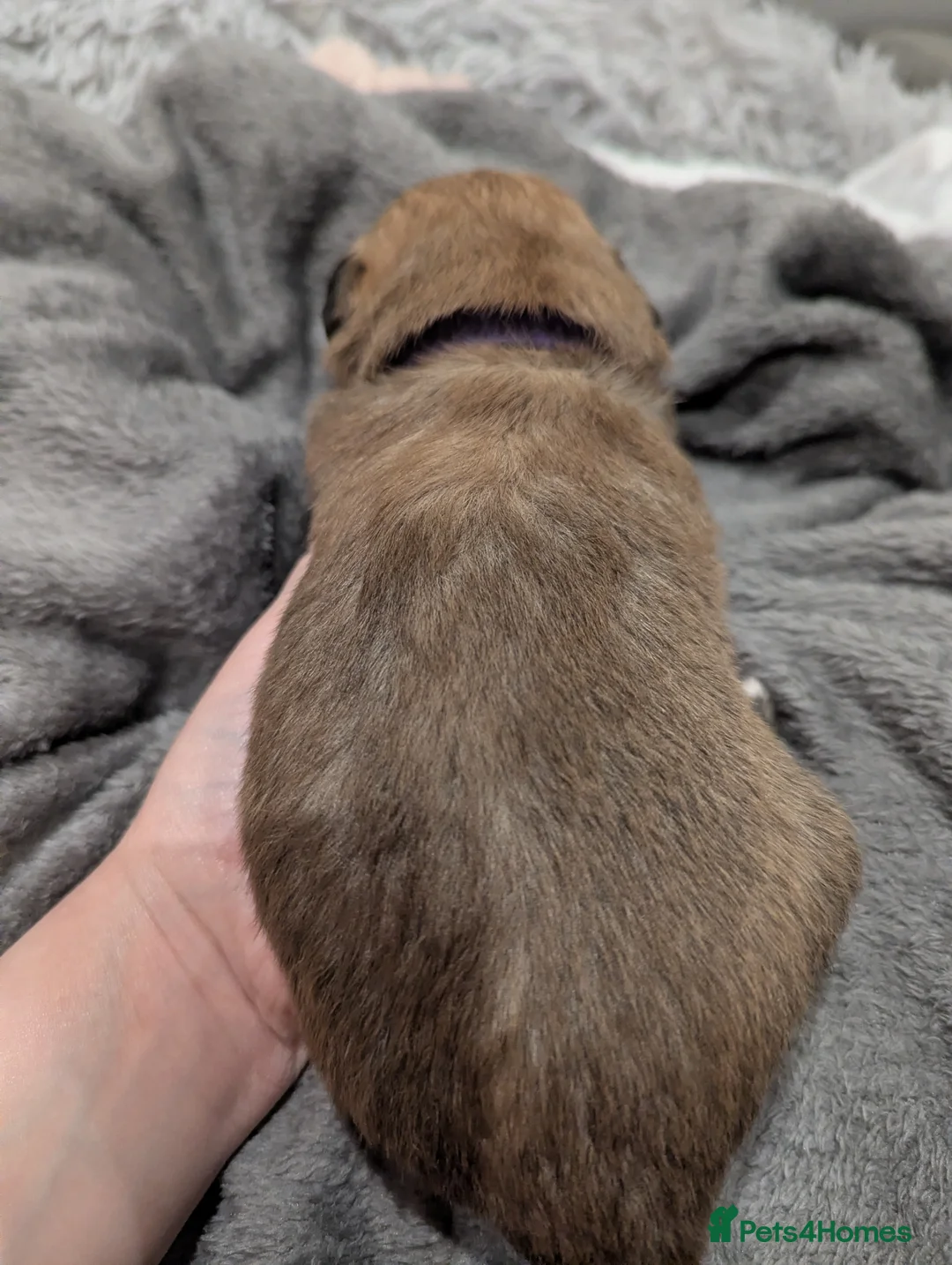 Jack Chi dogs for sale: *1 baby left*  Jack Chi babies  - Advert 40