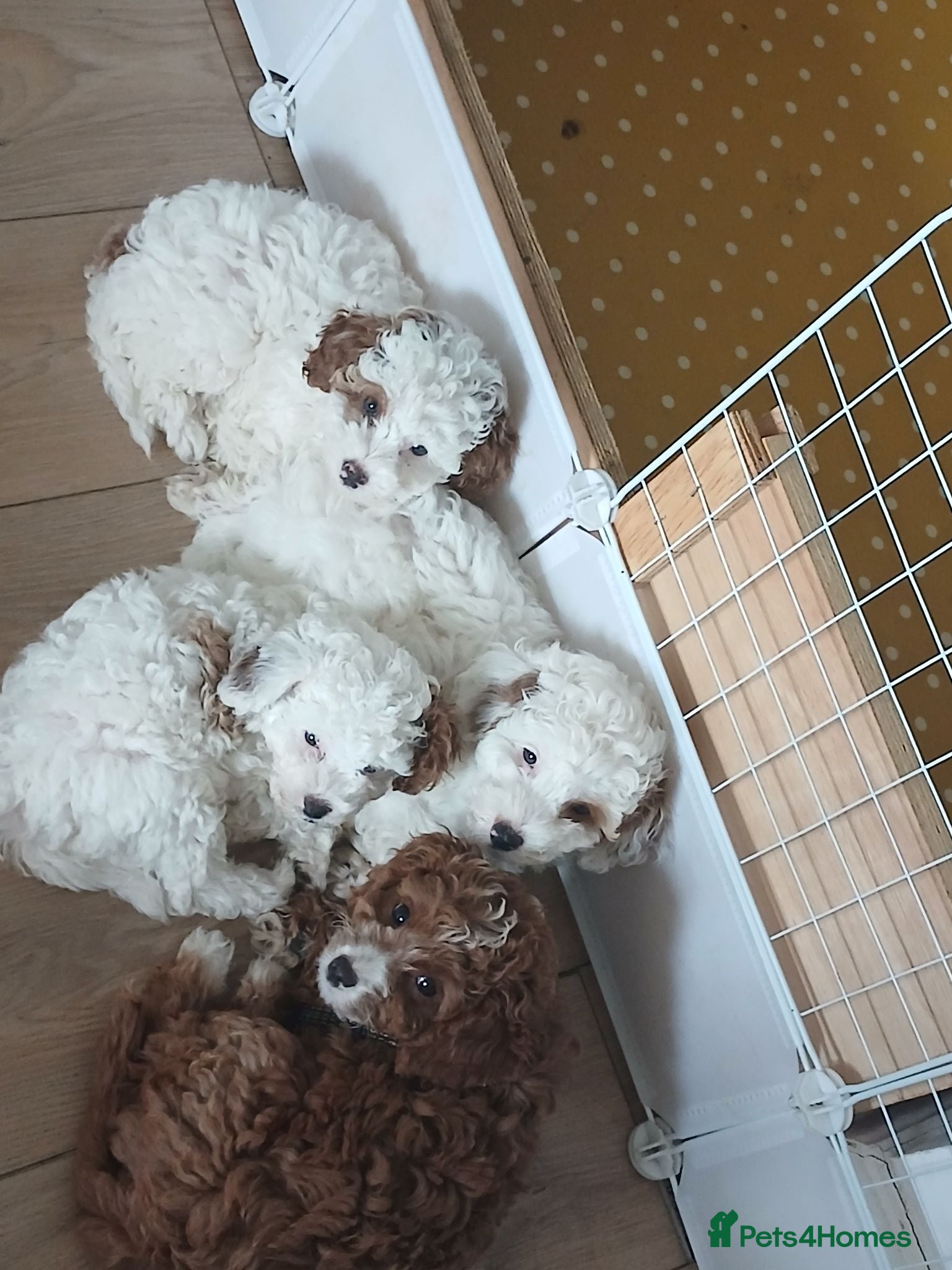 Cavapoo dogs Truly Gorgeous F1B Cavapoo litter - Advert 11