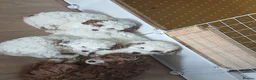 Cavapoo dogs for sale: Cavapoo litter in Stourbridge - Advert 9