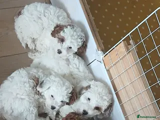 Cavapoo dogs Truly Gorgeous F1B Cavapoo litter - Advert 11